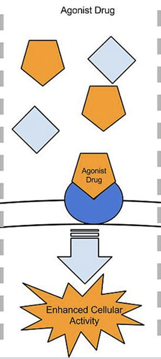 <p>stimulate post-s neuron to fire by binding to matching shaped receptors and enhancing activity</p>