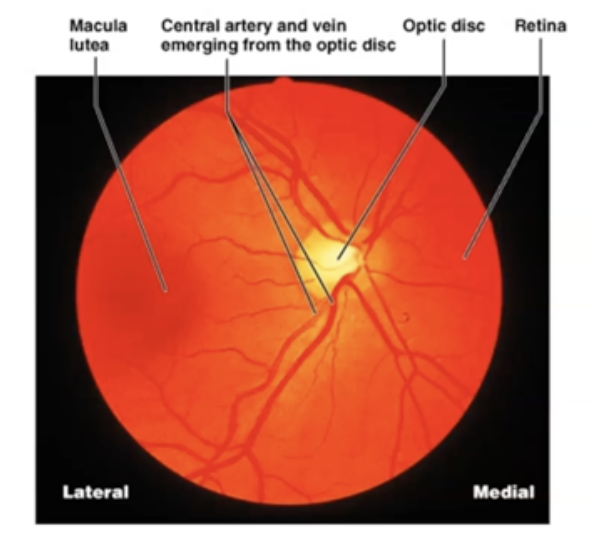 <p>What are the four main parts of Retina?</p>