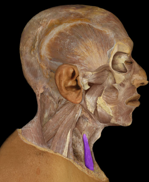 <ul><li><p>Action: Depression of larynx</p></li><li><p>Origin: Sternum (manubrium)</p></li><li><p>Insertion: Thyroid cartilage of larynx</p></li><li><p>Innervation: Ventral rami of C1-3 spinal nerves (ansa cervicalis)</p></li></ul><p></p>