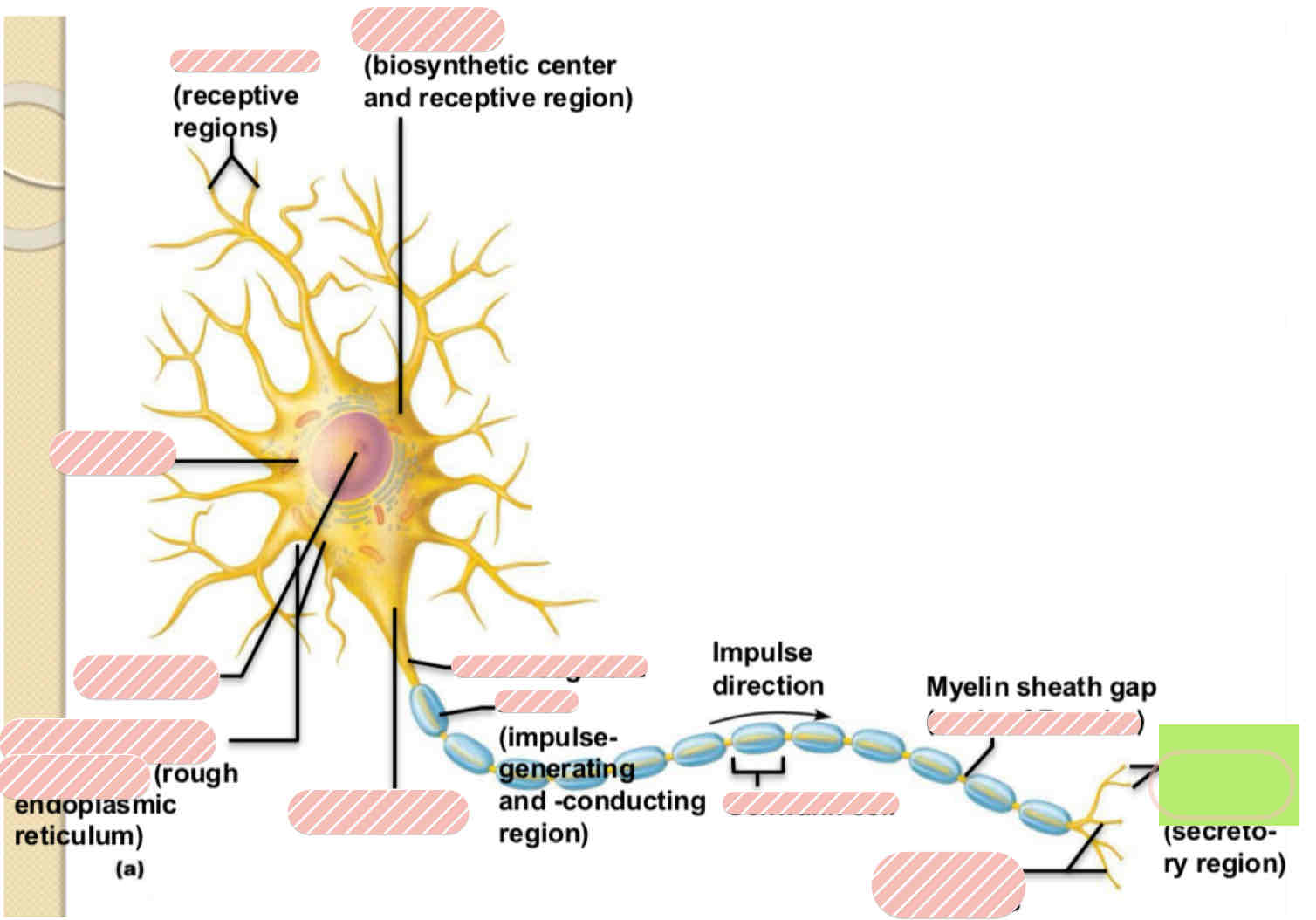 <p><span>Typical Motor Neuron</span></p>