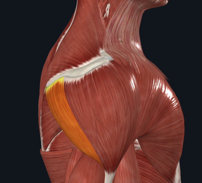 <p><strong>Nombre alterno: </strong>Porción espinal o posterior</p><p><strong><mark data-color="yellow" style="background-color: yellow; color: inherit">Origen: </mark></strong><mark data-color="yellow" style="background-color: yellow; color: inherit">Borde posterior de la espina del omóplato</mark></p><p><strong><mark data-color="blue" style="background-color: blue; color: inherit">Inserción: </mark></strong><mark data-color="blue" style="background-color: blue; color: inherit">Tuberosidad deltoidea</mark></p><p><strong><mark data-color="red" style="background-color: red; color: inherit">Acción: </mark></strong><mark data-color="red" style="background-color: red; color: inherit">Elevación posterior y leve rotación externa del brazo</mark></p><p><strong><mark data-color="purple" style="background-color: purple; color: inherit">Inervación: </mark></strong><mark data-color="purple" style="background-color: purple; color: inherit">Nervio circunflejo o axilar del plexo braquial</mark><strong><br><mark data-color="green" style="background-color: green; color: inherit">Relaciones: </mark></strong><mark data-color="green" style="background-color: green; color: inherit">Protege la articulación acromioclavicular y escapulohumeral</mark></p><p><strong>Notas:</strong></p><p>Es el posterior de 3</p>
