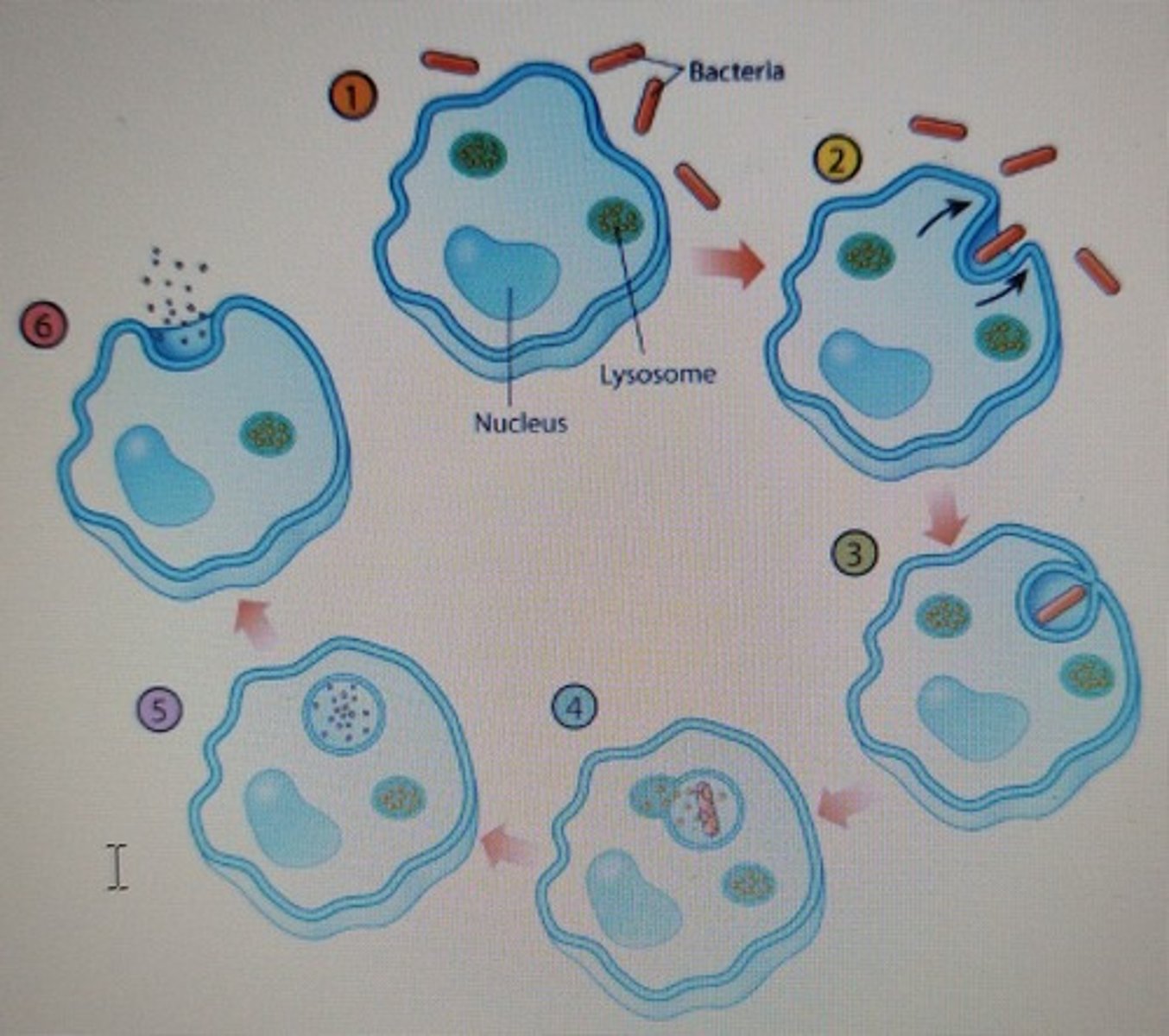 <p>1. chemotaxis</p><p>2. adherence</p><p>3. ingestion</p><p>4. fusion</p><p>5. digestion</p><p>6. exocytosis</p>