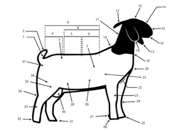 knowt flashcard image