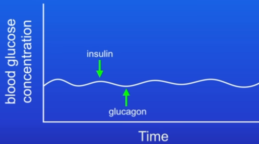<ul><li><p>Rises and falls slightly during the day</p></li><li><p>Conc is controlled by a balance between insulin and glucagon</p></li><li><p>If conc rises then pancreas releases insulin = conc falls</p></li><li><p>When conc falls to certain level, pancreas releases glucagon = conc rise</p></li><li><p>Insulin and glucagon have opposite effects on conc = they form a negative feedback cycle</p></li></ul>