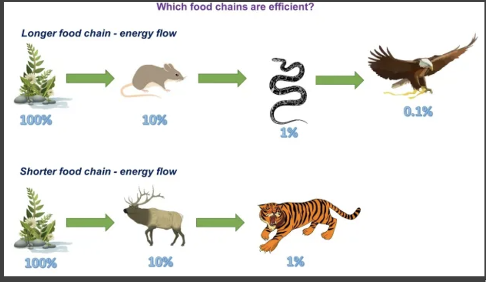 <p>in shorter food chains, there are less trophic levels for the energy to transfer through, so less energy is lost </p>
