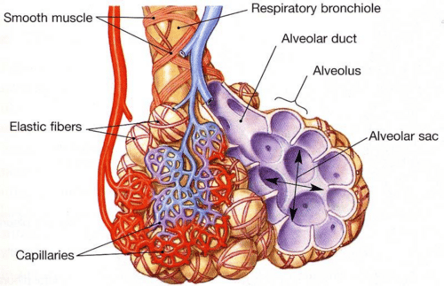 <p>They secrete surfactant, which lowers surface tension of alveolar fluid and prevents alveolar walls from sticking together.</p>