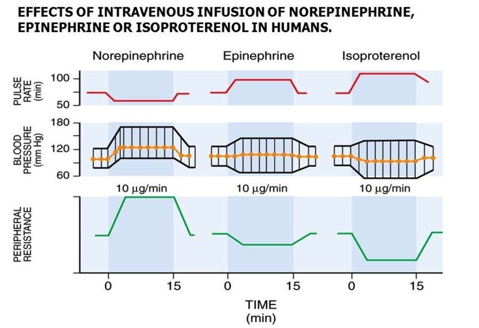<p>What is the direct effect?</p><p>What is the reflex response?</p>
