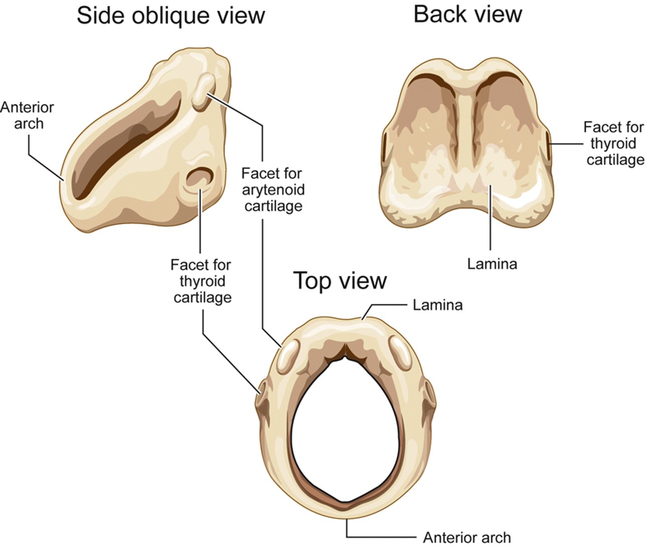 <p>Cricoid Cartilage</p>