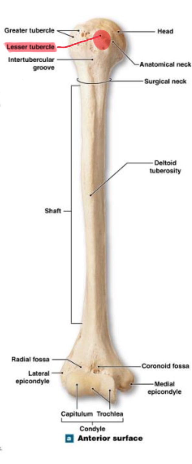 <p>lesser tubercle of humerus </p>