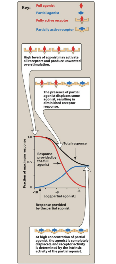 <ul><li><p>partial agonists can also act as partial <u>antagonists</u> of full agonists</p></li><li><p>as the # of receptors occupied by the partial agonist <strong>increases</strong>, the # of receptors that can be bound by full agonist <strong>decreases</strong></p><ul><li><p><strong>decrease</strong> in Emax</p></li></ul></li><li><p>high levels of agonist may activate all receptors and produce unwanted overstimulation</p></li><li><p>presence of partial agonist displaces some agonist → results in diminished receptor response</p></li><li><p>at high concentrations of partial agonist, the agonist is completely <u>displaced</u> and receptor activity is determined by the intrinsic activity of the partial agonist</p></li></ul><p></p>