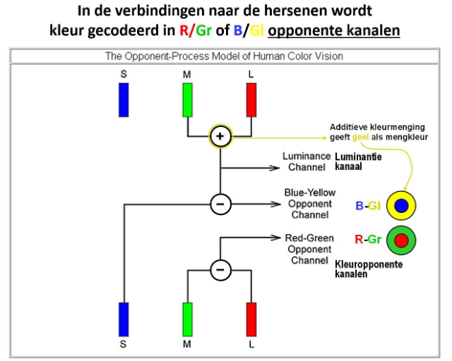 <ul><li><p>fovea: hoge densiteit aan kegels</p><ul><li><p>belangrijk voor kleurenzicht</p></li></ul></li></ul><p>→ hersenen krijgen geen afzonderlijke signaal binnen (bv. rood of groen)</p><ul><li><p>MAAR: vanuit retina wordt verschilsignaal gestuurd</p><ul><li><p>kleuropponente kanalen;</p><ul><li><p>rood-groen opponent kanaal</p></li><li><p>blauw-geel opponent kanaal</p><ul><li><p>je hebt geen geelgevoelige fotoreceptoren/ kegels</p></li></ul></li></ul></li></ul></li><li><p>luminantie kanaal: geeft info over lichtsterkte (M + L)</p></li></ul><p></p>