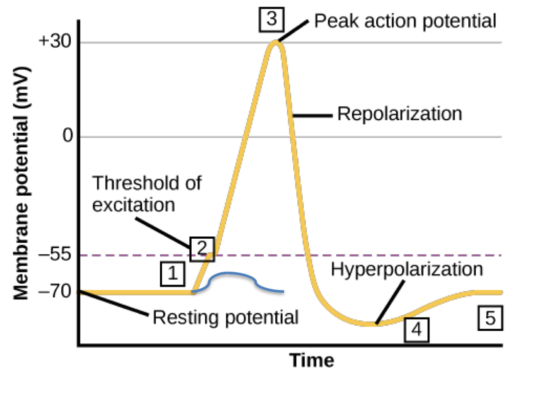 <p>rapid inward influx of Na through voltage gated channels</p><ul><li><p>depolarizes membrane to 0</p><ul><li><p>first Na neutralize the K on the resting membrane and then established a (+) charge on interior membrane called the overshoot (peaks at +30-50 mV)</p></li></ul></li></ul><p></p>