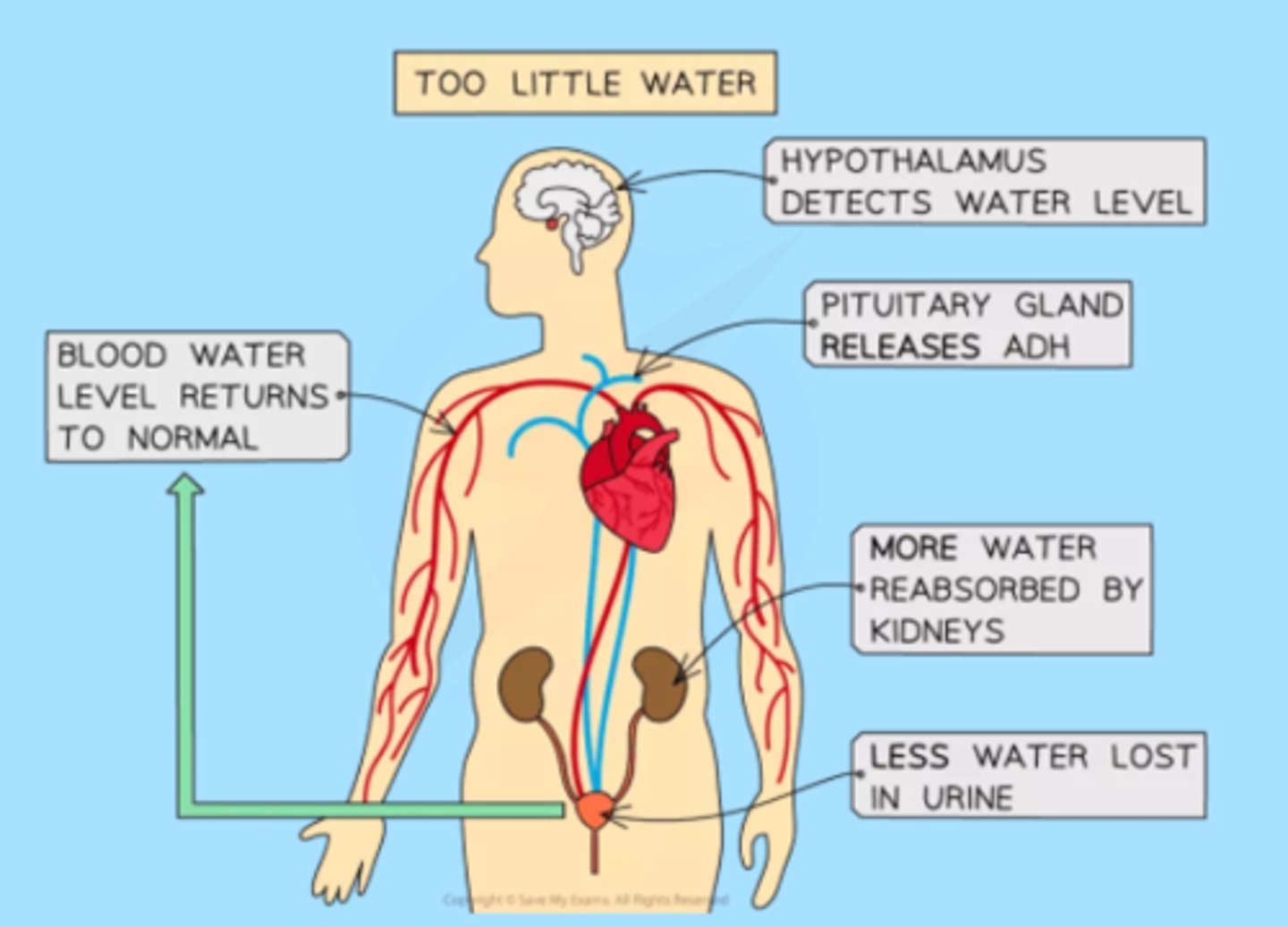 <p>The hypothalamus detects higher concentration of solutes in blood. This stimulates feelings of thirst which prompt the consumption of water and the posterior pituitary releases more ADH which causes the kidneys to retain water reducing the water loss in urine (darker colored urine). this restores blood water to its homeostatic range and removes the stimulus for thirst and water retention.</p>