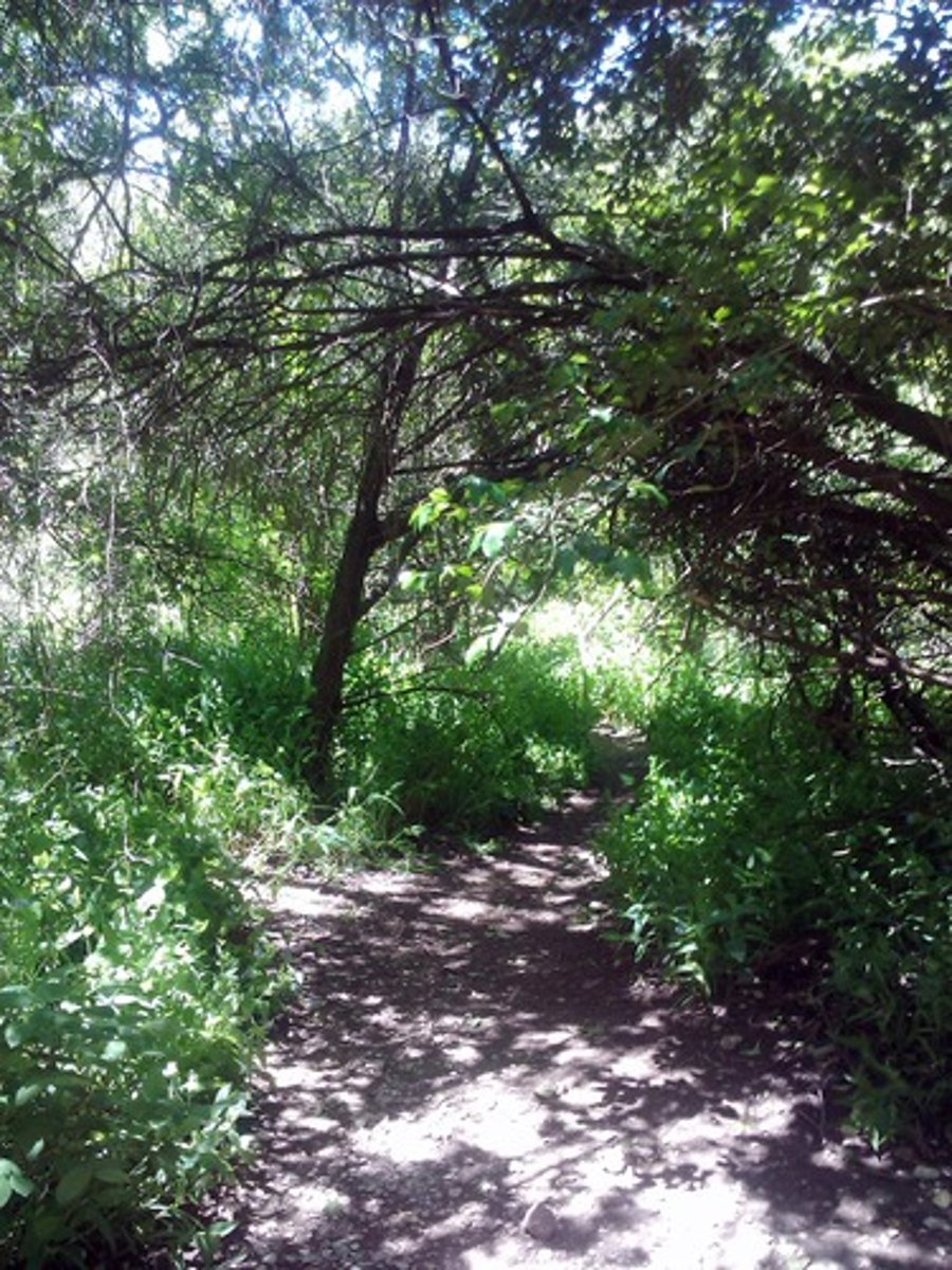 <p>Definition: Large, protected areas of undeveloped wild or agricultural land surrounding urban centers to prevent sprawl. Trick: A "belt" keeps pants tight and prevents them from falling; a "green belt" keeps a city's boundaries tight and prevents them from spilling outward. Application: The municipal council established expansive green belts to contain urban growth and preserve surrounding agricultural land.</p>