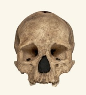 <p>Genus</p>