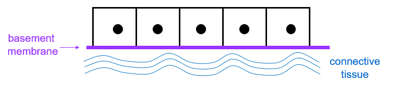 <p>closely packed cells supported by a basement membrane/basal lamina</p><p>most epithelial linings are also supported by connective or another type of tissue</p>