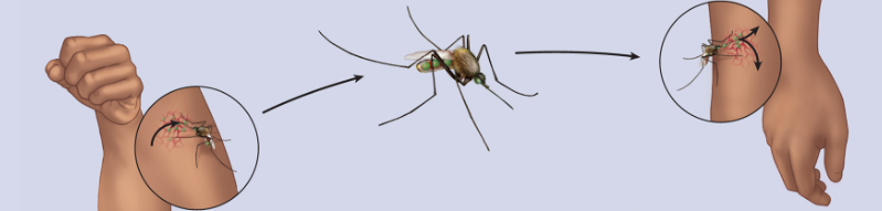 <p>Organism that transmits a pathogen and within which the pathogen can multiply to high numbers; moves contaminated material by feeding on an infected host, multiplying, and feeding on another non-infected host</p>