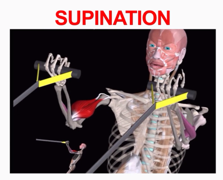 <p>Supination</p>