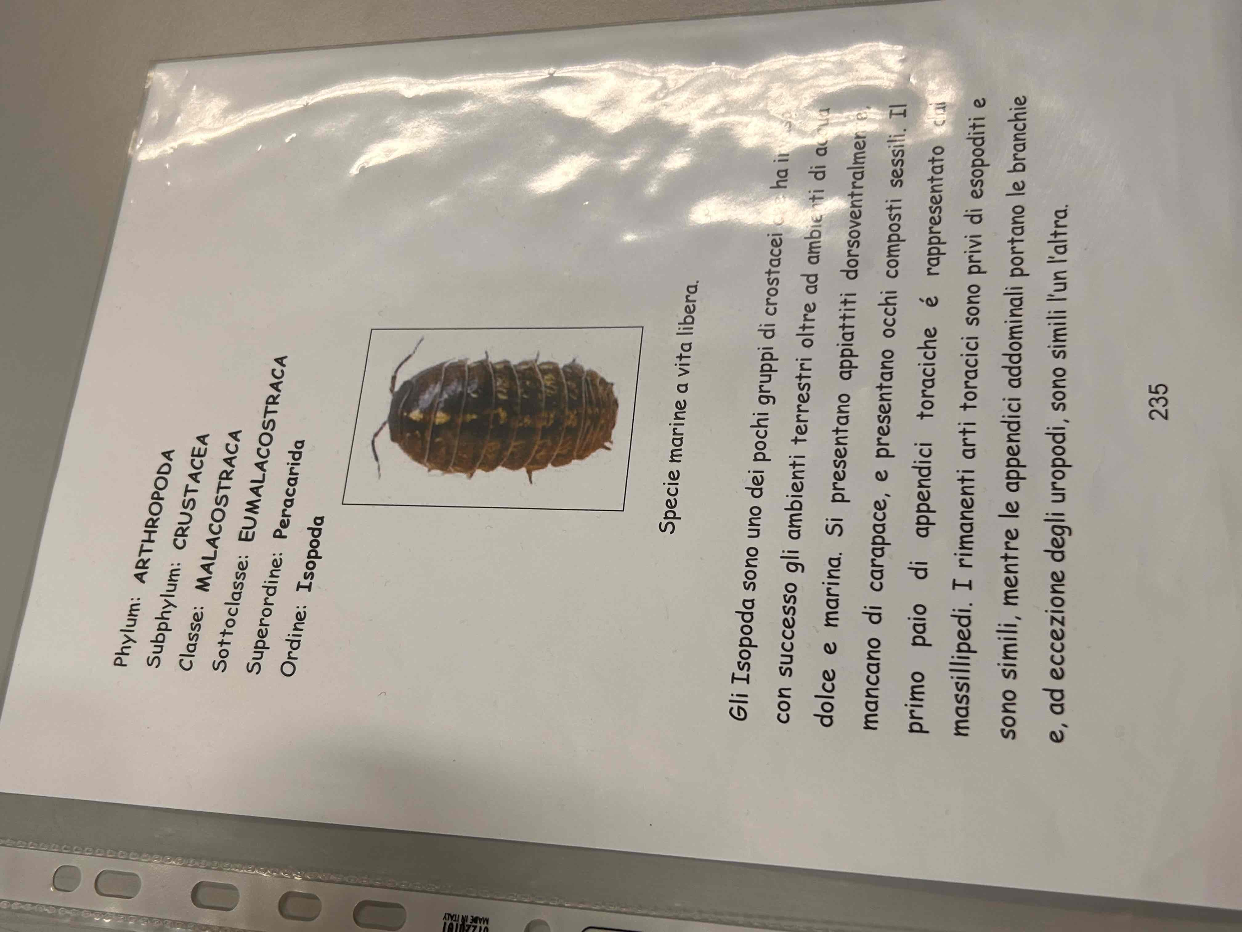 <p>Crostacei</p><p>Malacostraca</p><p>Isopoda</p>