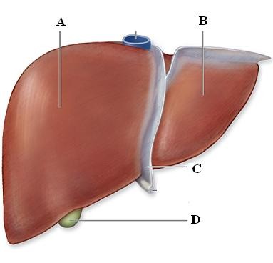 supports endocrine system, helps with bloodwork