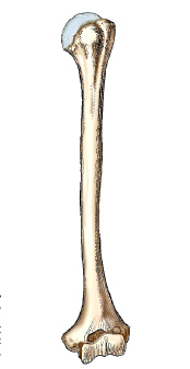 What bone is shown in this figure?