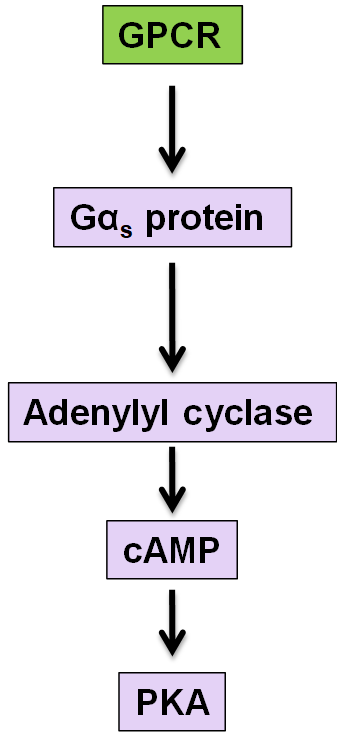 <p>adenylate cyclase and cAMP, beware of which alpha subunit is acitvated for each of the different pathways</p>