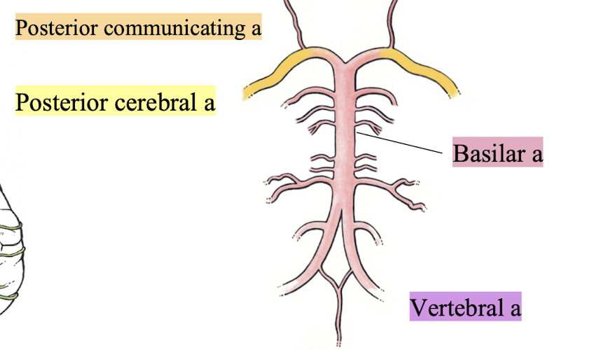 <p>branch from subclavian artery → travels through transverse foramina of cervical vertebrae → foramen magnum → <strong>forms basilar a, posterior cerebral a, posterior communicating a</strong></p>