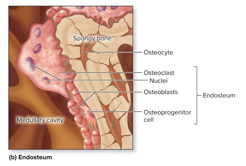 <p>What is the endosteum?</p>