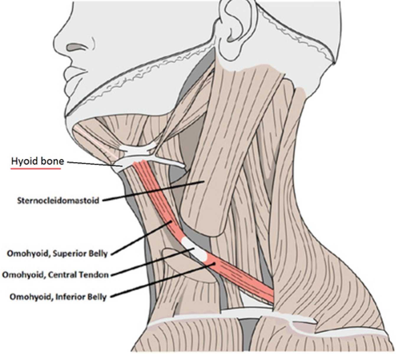 <p>intermediate tendon</p>