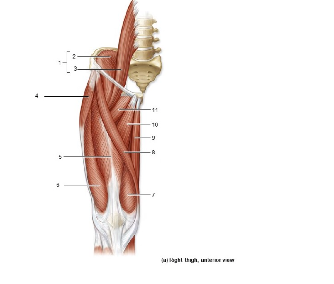 <p>What muscle is #7?</p>