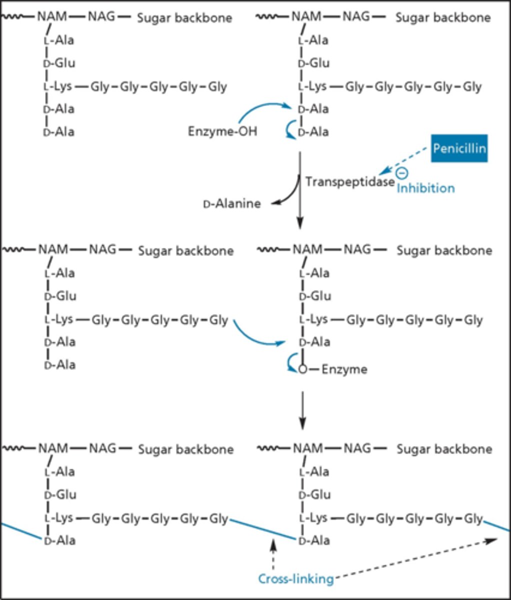 <p>- process is specific to the bacterial (not occurring in patients)</p><p>- bacteria has D-alanine branching off of peptidoglycan</p><p>- want to cross-link them to make them strong via enzyme transpeptidase (penicillin binding proteins - PBPs is the molecular target) </p><p>- enzyme looks for 2 D amino acids - penicillin is a D amino acid</p><p>- enzyme binds via covalent bond temporarily</p><p>- glycine that branches forms bond with D-alanine and turns over the enzyme - stronger membrane (internal pressure swells bacteria if not and it can explode)</p>
