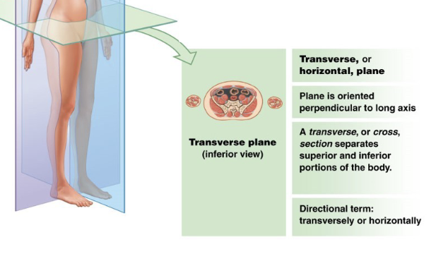 <p>divides the body into superior and inferior portions</p><p>(a cut in this plane is called a<strong> transverse section</strong>)</p>