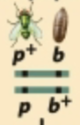 <p>Wild-type allele and mutant allele are found on the same chromosome</p>