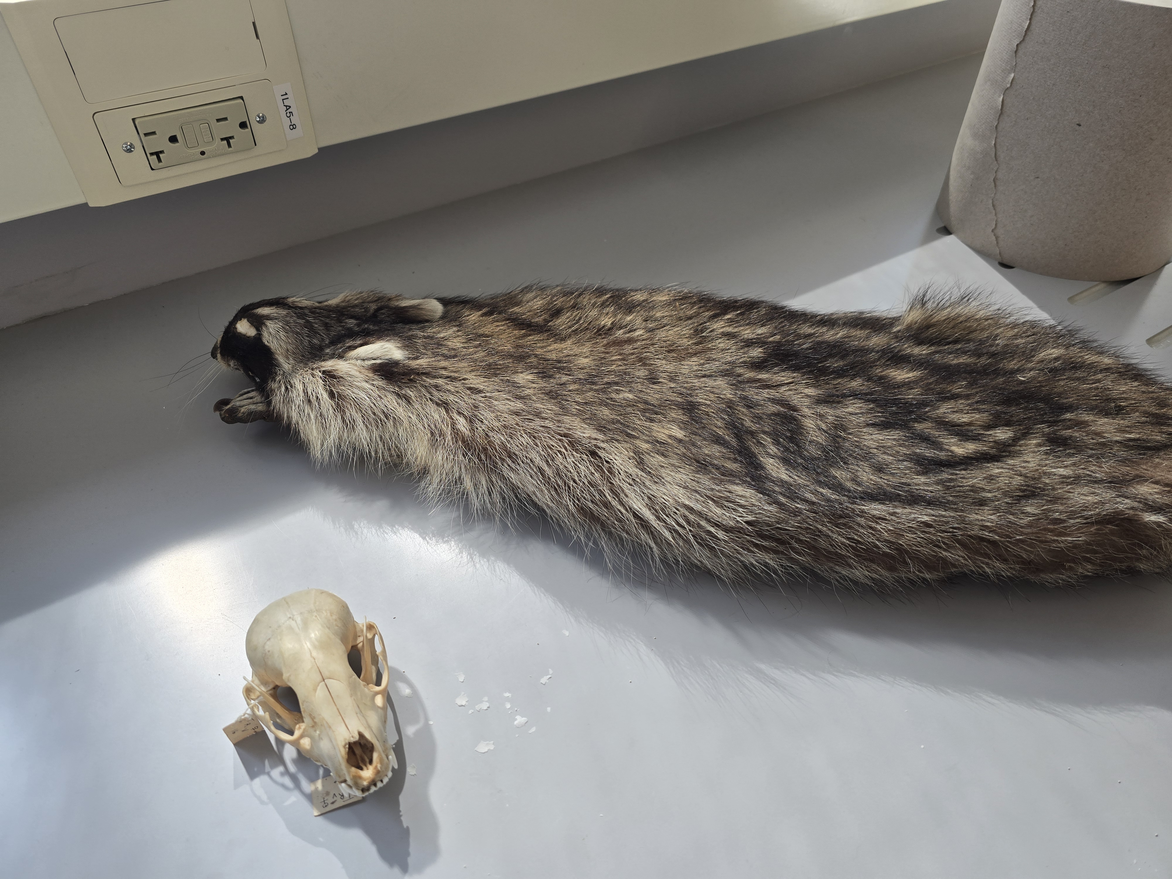 <p><span><span>Procyonidae</span></span></p>