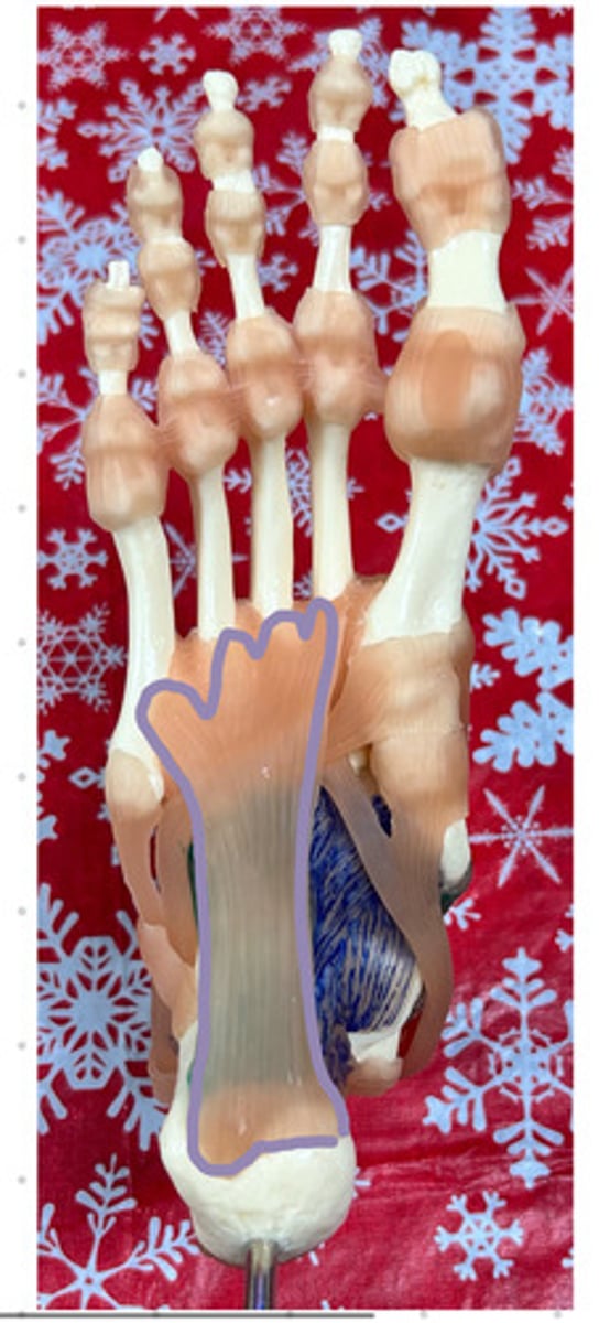 <p>bottom of foot</p>