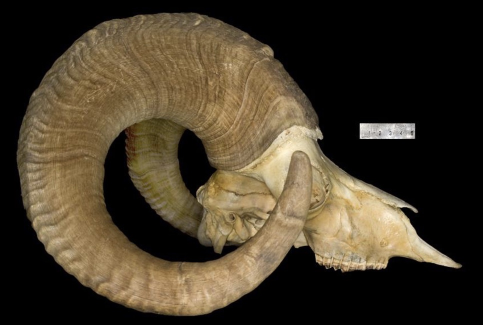 <p>Genus and species?</p>