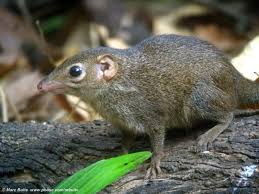 <p>Tree shrews</p><ul><li><p><span style="background-color: transparent;"><span>&nbsp;social monogamy, arboreal, share many features with primates</span></span></p></li><li><p>Family <span style="background-color: transparent;"><strong><span>Tupaiidae</span></strong></span></p></li></ul><p></p>