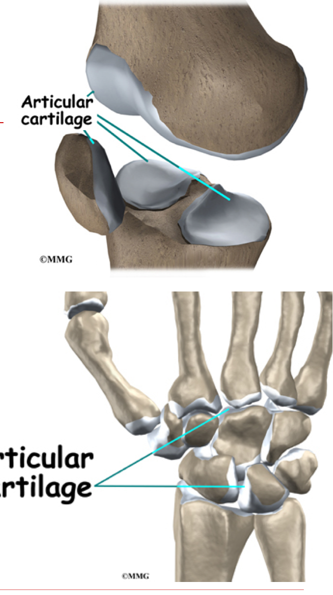 <p>Thin layer of hyaline cartilage covering articular surface of bone </p><ul><li><p>Cushions - absorbs compressive forces </p></li><li><p>Reduces friction on underlying bone </p></li></ul><p></p>
