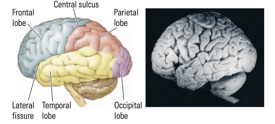 <p>at the sides </p>