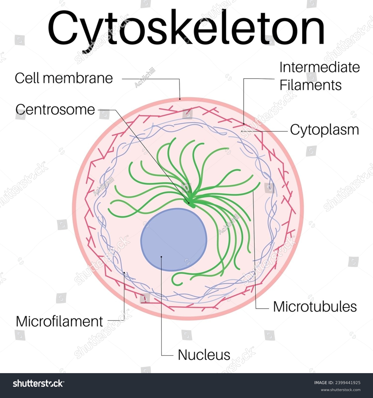 <p>Cytoskelton structure</p>