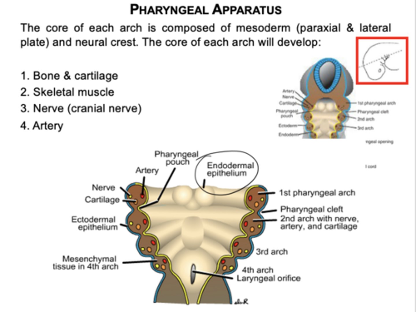 <p>Bone/cartilage, skeletal muscle, cranial nerve, and artery.</p>