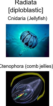 <p><strong>Body parts arranged around a central axis</strong>, bisected into equal halves in <strong>any 2-D plane</strong>.</p>