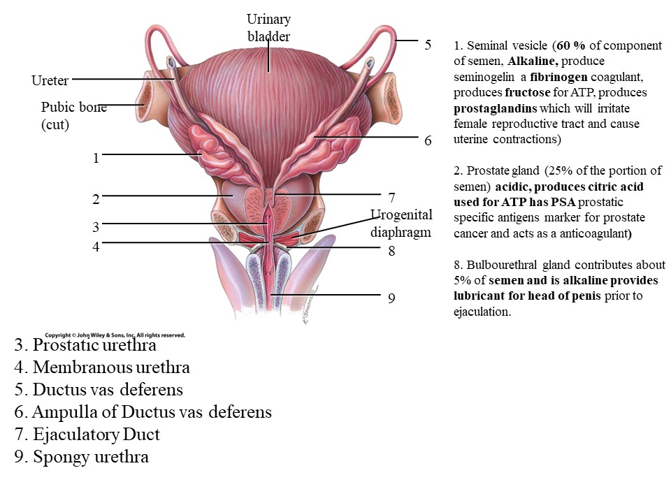 <ol start="2"><li><p>Prostate gland</p></li></ol>