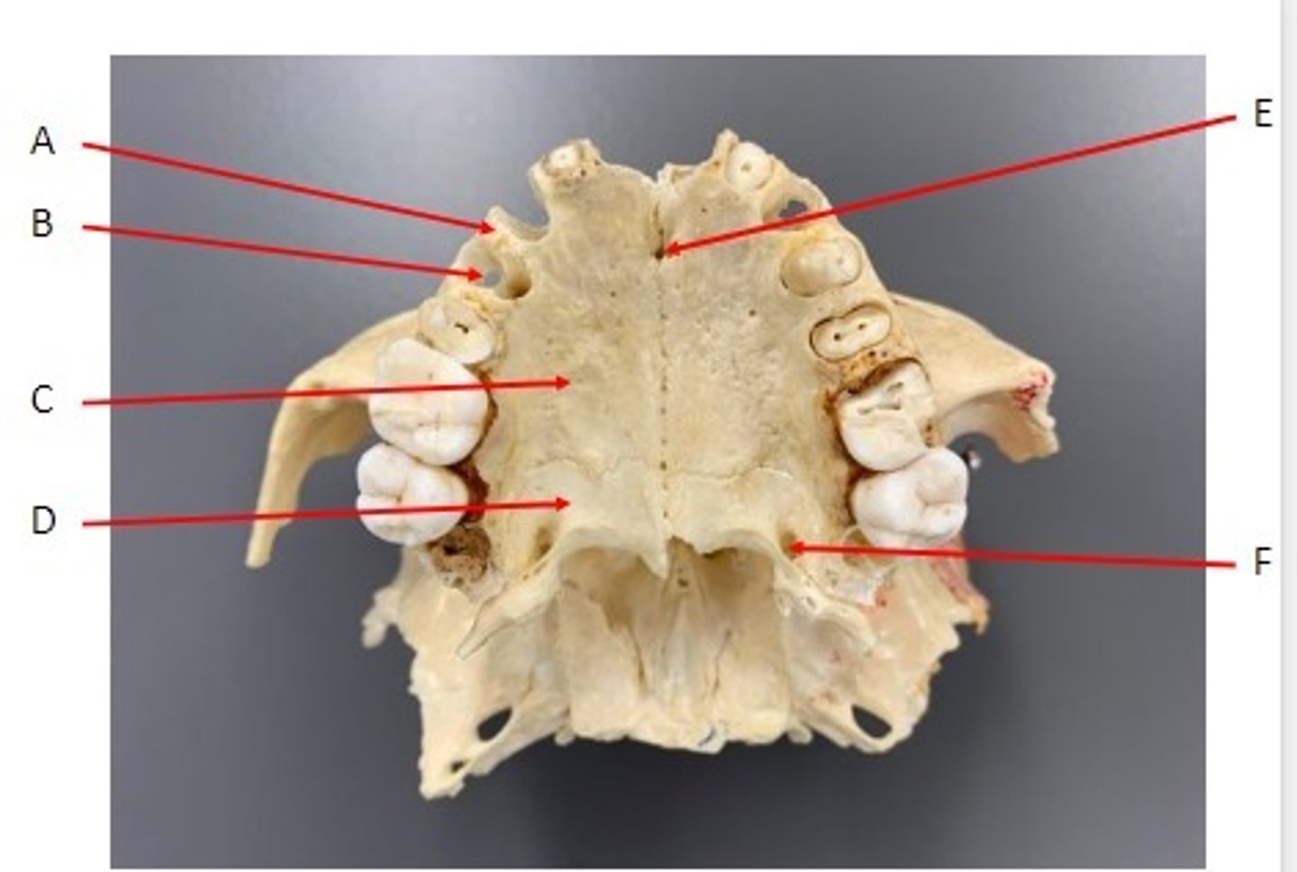 <p>Identify</p>