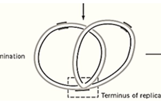 <p>two interlinked dna strand after replication is done due to circular nature of prokaryotic genome</p>