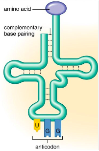 <p>-Found in the cytoplasm </p><p>-It is single-stranded but folded to create a cloverleaf shape held in place by H bonds </p><p>-Brings a specific amino acid to the ribosome </p><p>-This is determined by 3 bases found on the (tRNA) anticodon, which are complementary to the 3 bases on the mRNA (codon) </p>