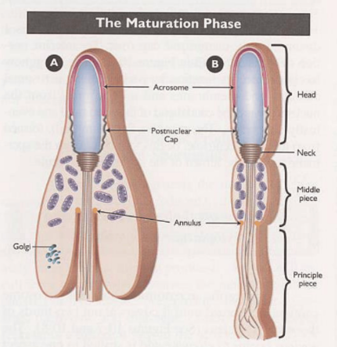 <p>mitochondria accumulate around flagellum</p>