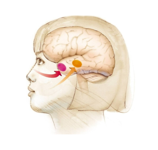 <p>The brain region for smell (in red) is hard wired into brain regions involved with memory (the limbic system). Strong memories can be related to the sense of smell</p>