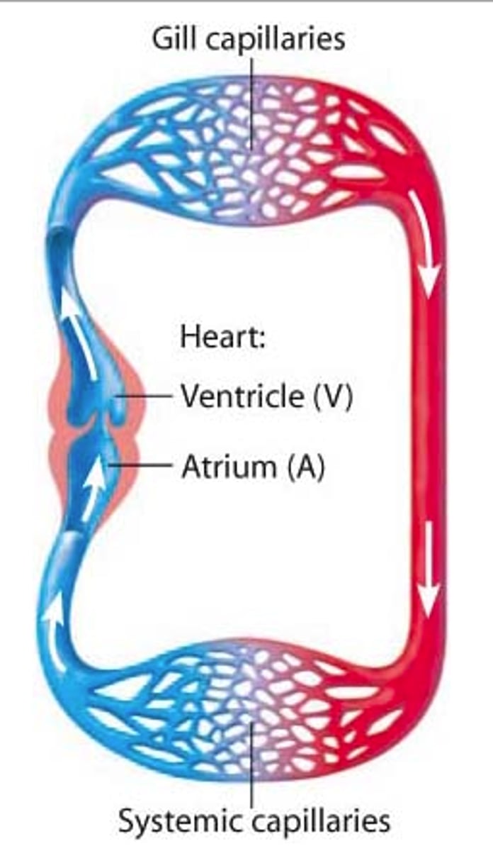 <p>a system where blood passes through the heart once per complete circuit of the body</p><p>• eg/ fish (heart -> gills -> body -> heart)</p>