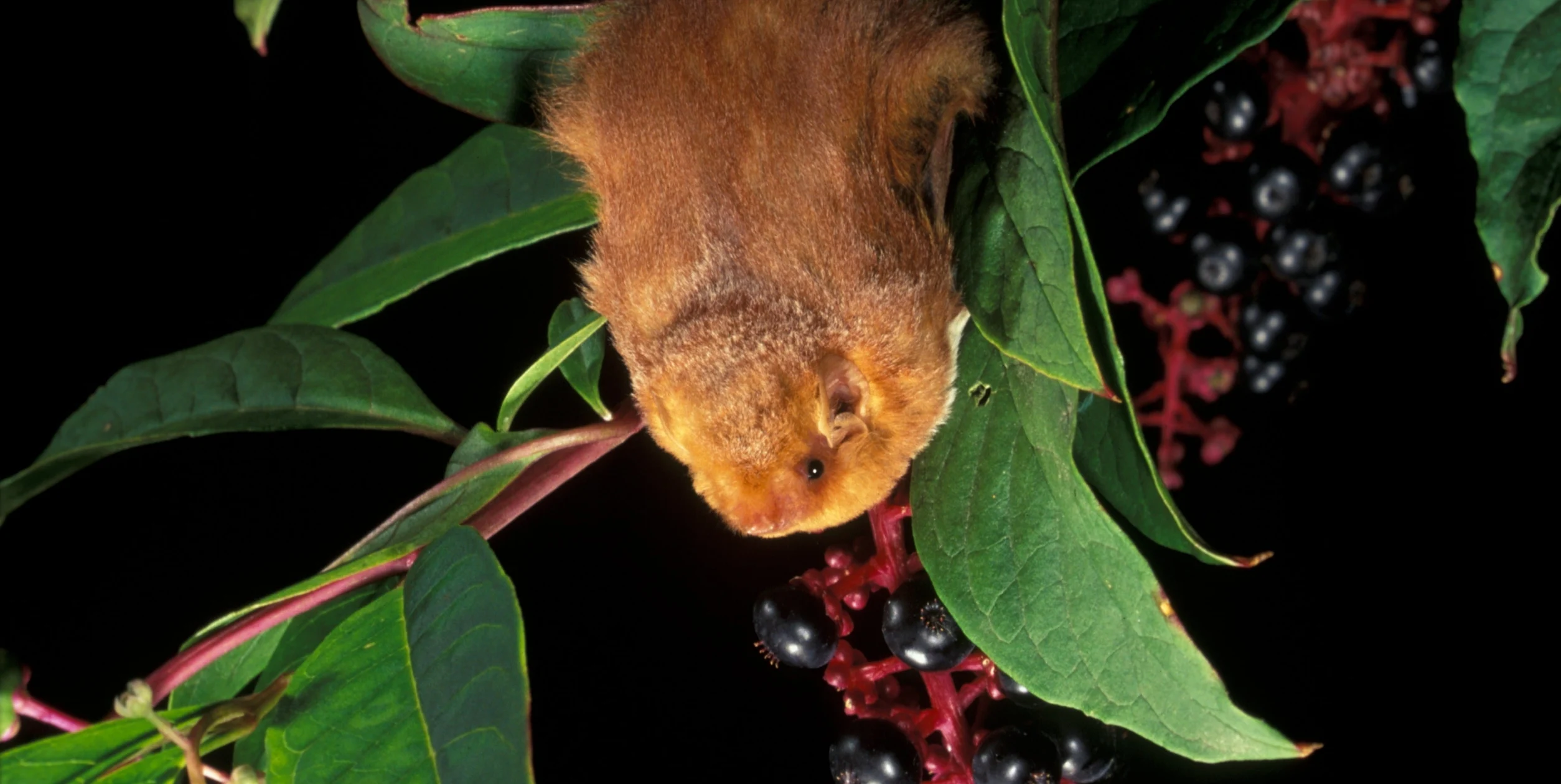 <p>7 - 16g, Some sexual dimorphism with males redder, frosted donuts, fully furred uropatagium. General Forearm 35 - 47mm.</p>